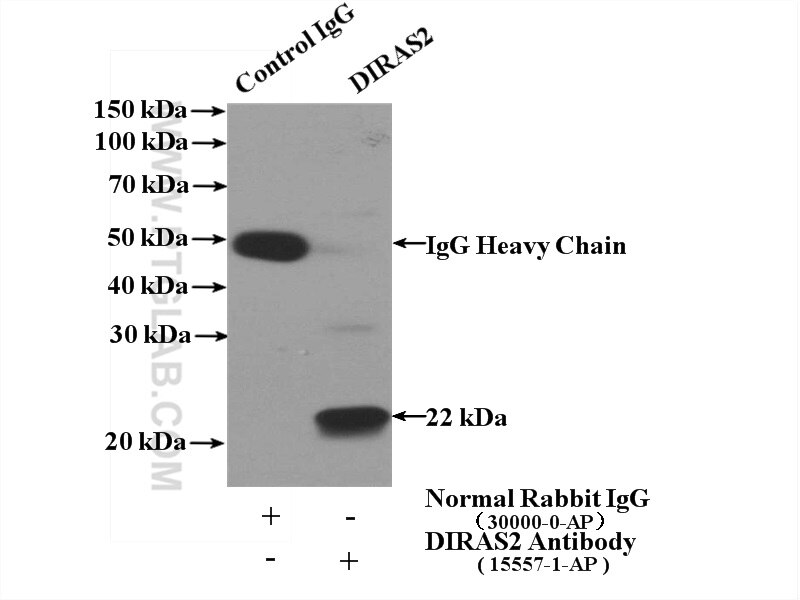 DIRAS2-Antibody-15557-1-AP-IP-53944.jpg