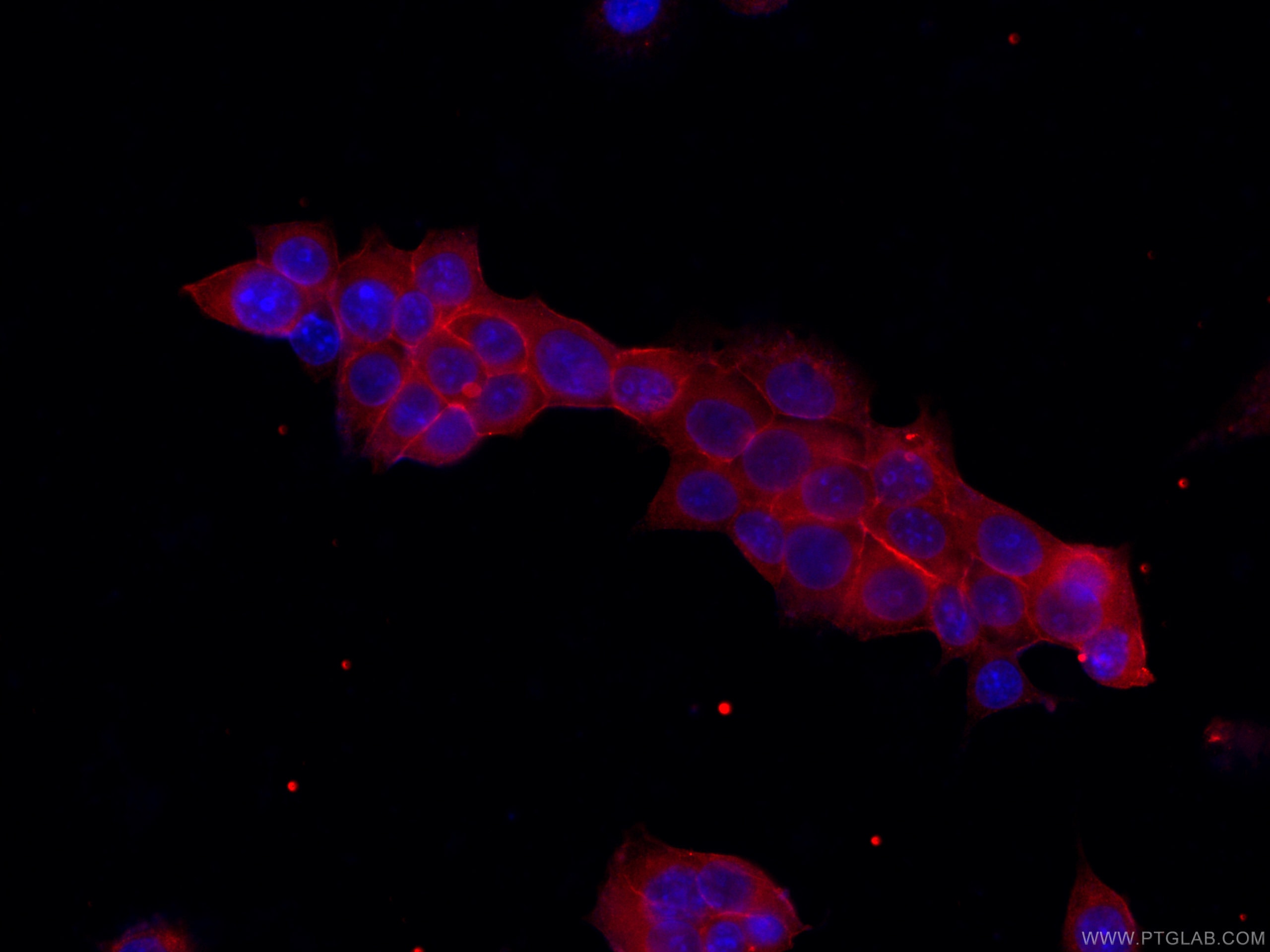 Epcam Fusion Protein Ag Proteintech