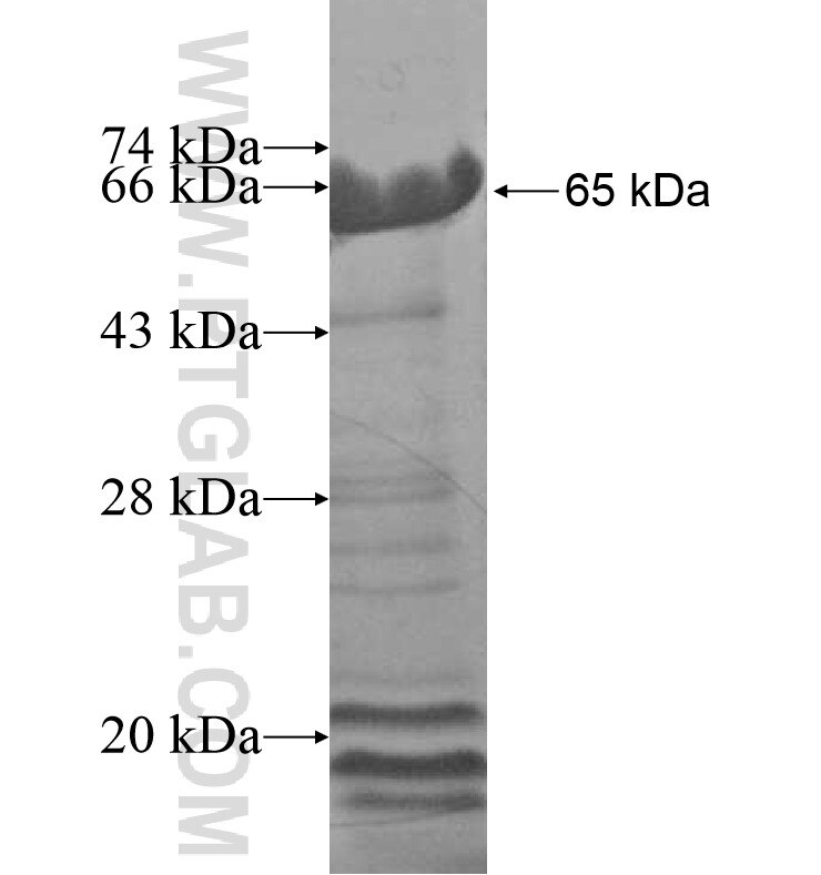 Akap Fusion Protein United Bio Research