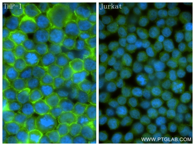 Immunofluorescence (IF) / fluorescent staining of THP-1 cells using CD33 Recombinant monoclonal antibody (84341-6-RR)