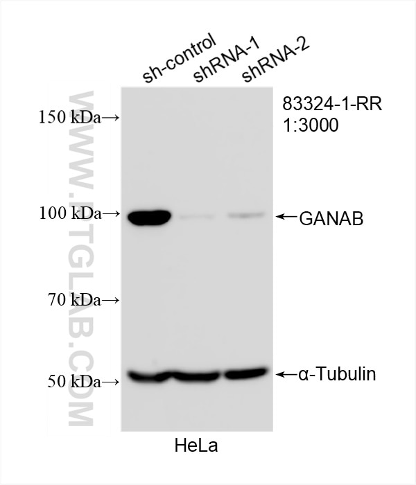 Ganab Antibody Pbs Proteintech