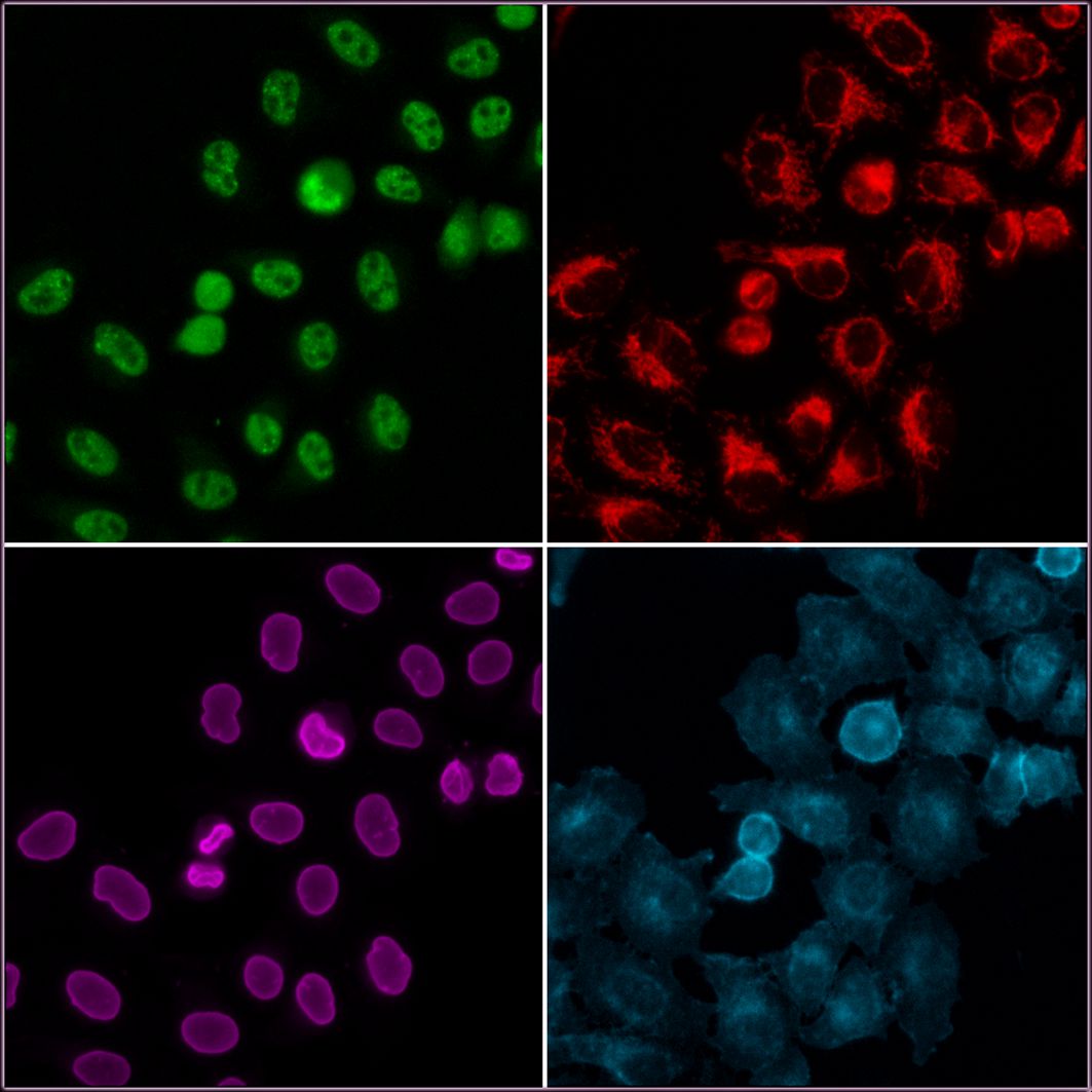 Immunofluorescence of HeLa: PFA-fixed HeLa cells were stained with anti-TDP43 (10782-2-AP) labeled with FlexAble CoraLite® Plus 488 Kit (KFA001, green), anti-TOM20 (11802-1-AP) labeled with FlexAble CoraLite® Plus 555 Kit (KFA002, red), anti-Lamin B1 (12987-1-AP) labeled with FlexAble CoraLite® Plus 647 Kit (KFA003, magenta) and anti-CD147 labeled with FlexAble CoraLite® Plus 750 Kit (KFA004, cyan).​ Epifluorescence images were acquired with a 20x objective and post-processed.