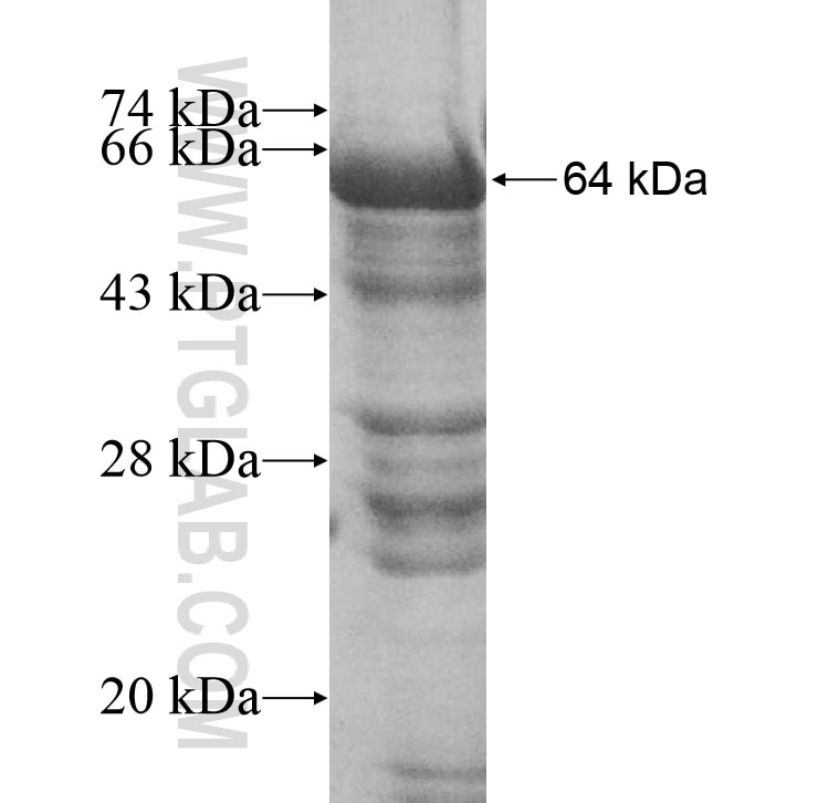 KIF9 Fusion Protein Ag10987 Proteintech