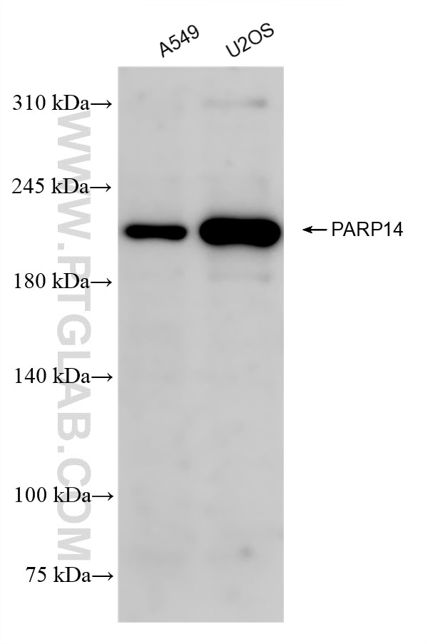 Parp Antibody Rr Proteintech