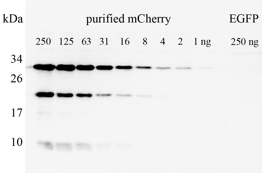Western blot detection of purified mCherry red fluorescent protein down to 1-2 ng. A serial dilution of purified recombinant mCherry protein (250 ng - 1 ng) was subjected to SDS-PAGE. Purified recombinant EGFP (250 ng) was used as negative control (last lane). Pan-RFP (pabr1) antibody was applied at 1:1000 dilution o/n at +4°C. Secondary antibody: goat anti-rabbit HRP.