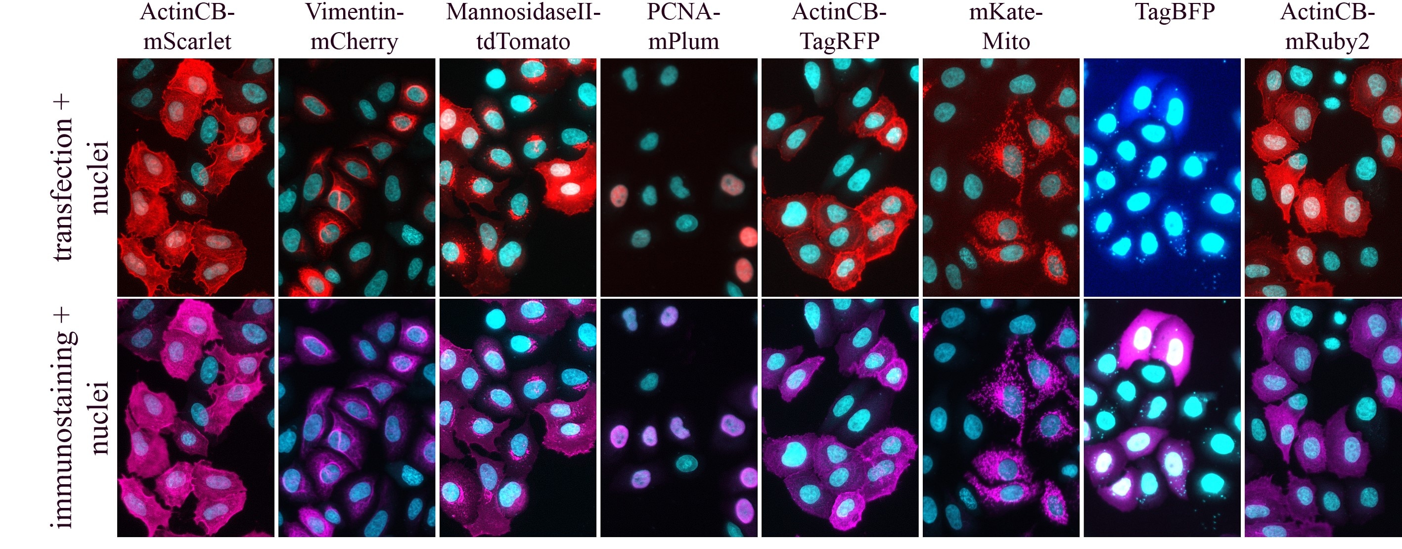 Immunostaining of HeLa cells, transiently transfected with different fluorescent proteins. Primary antibody: pan-RFP (pabr1) 1:800  for 1 h RT. Secondary: goat anti-rabbit. Upper row shows the innate signals from transfected fluorescent proteins, nuclei are in cyan. Lower row shows the signals from immunostainings with pan-RFP (pabr1) antibody, nuclei are in cyan. Pan-RFP (pabr1) can be used for IF detection of mScarlet, mCherry, tdTomato, mPlum, TagRFP, mKate TagBFP, mRuby2.