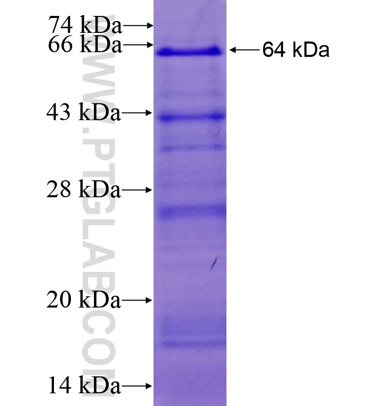 Znf Fusion Protein Ag Proteintech