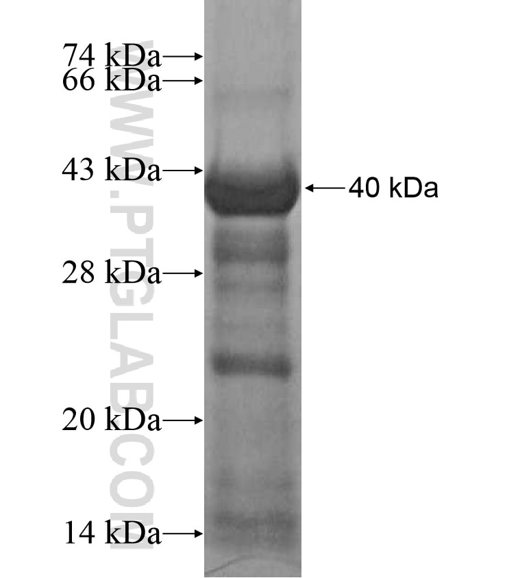 Znf Fusion Protein Ag Proteintech