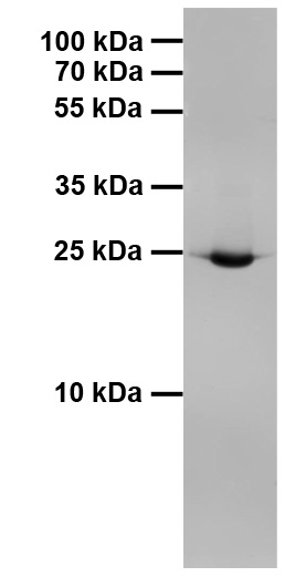 GST発現BL21細胞抽出物のウェスタンブロット画像