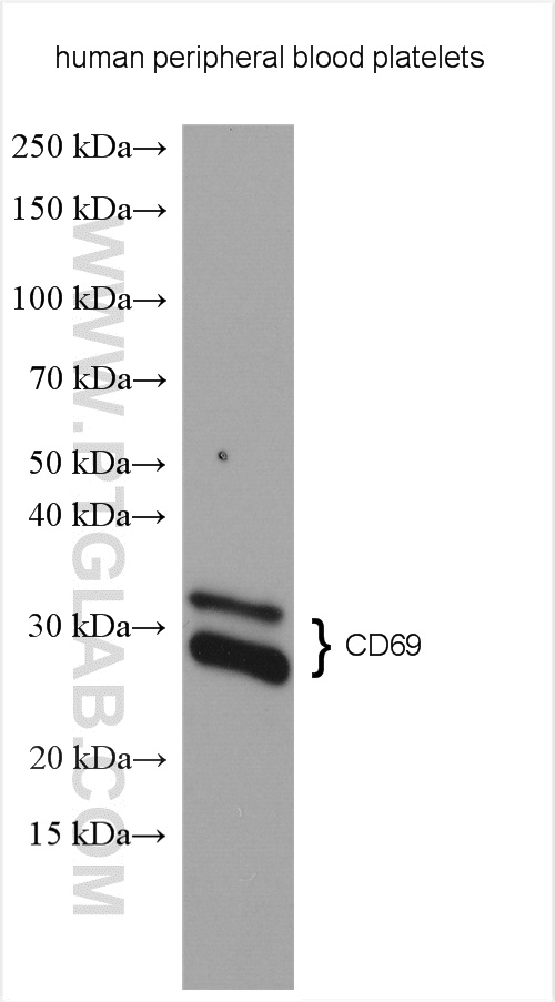 CD69 Antibody 10803-1-AP | Proteintech