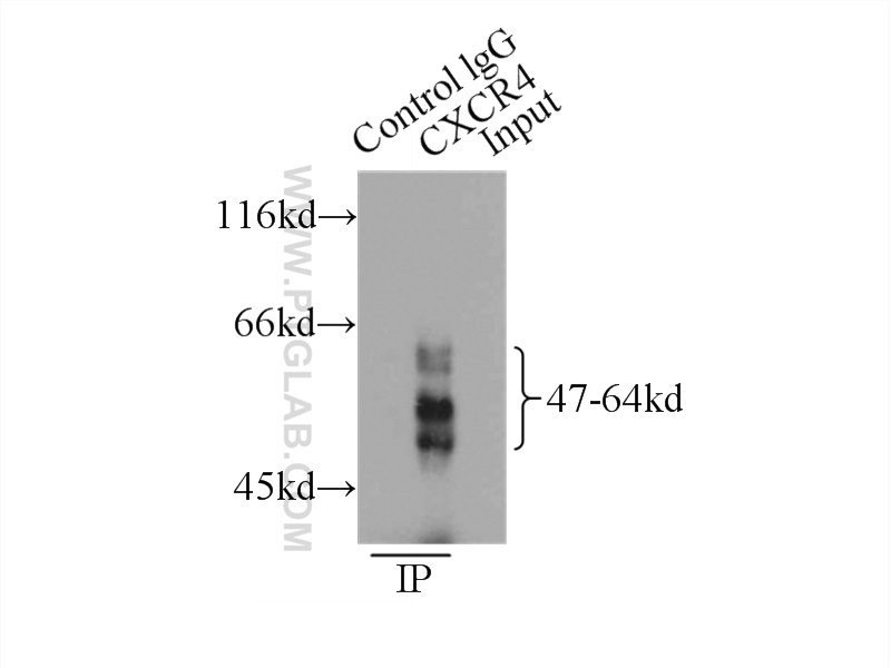 Cxcr4 Antibody 11073 2 Ap Proteintech