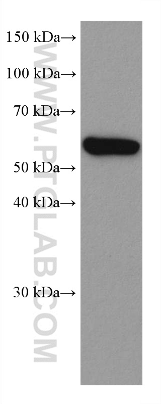 Cxcr4 Antibody 60042 1 Ig Proteintech