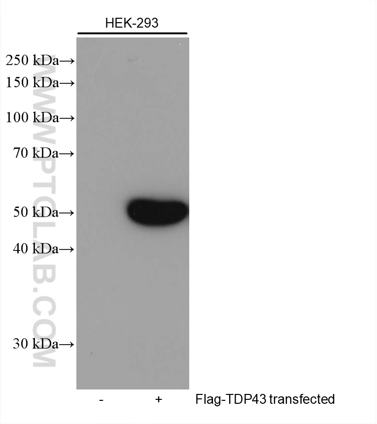 DYKDDDDK tag Antibody 80010-1-RR | Proteintech