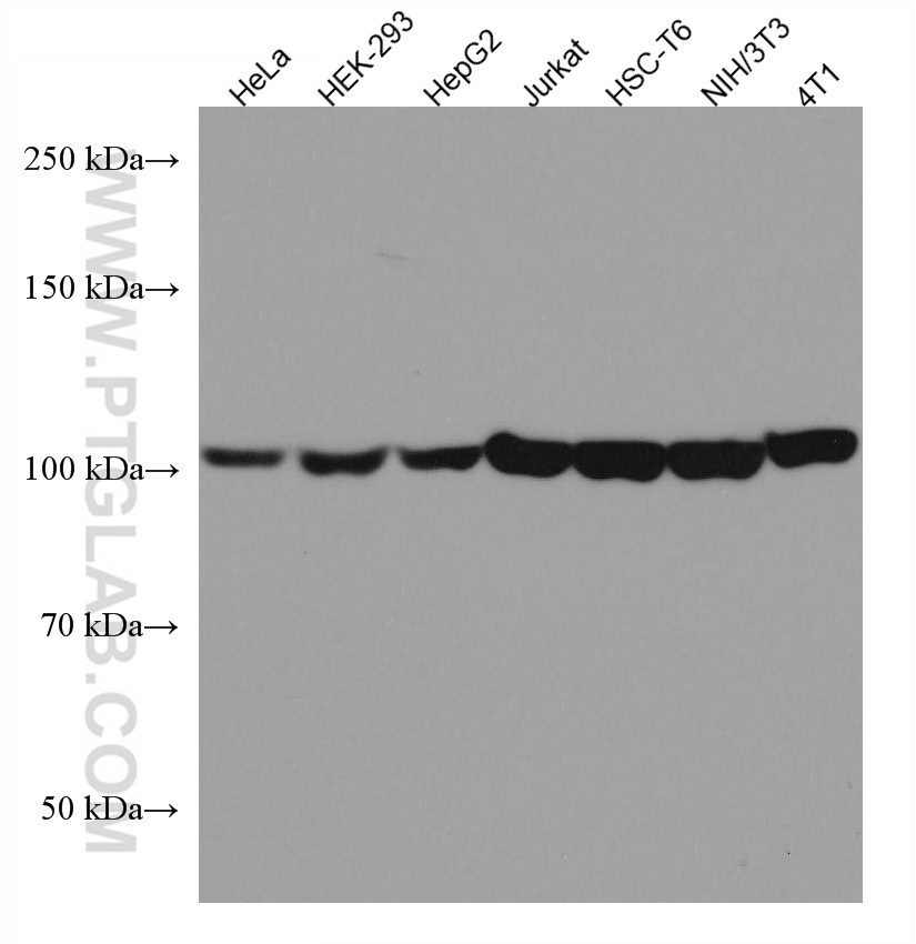 Eef2 Antibody 1 Ig Proteintech