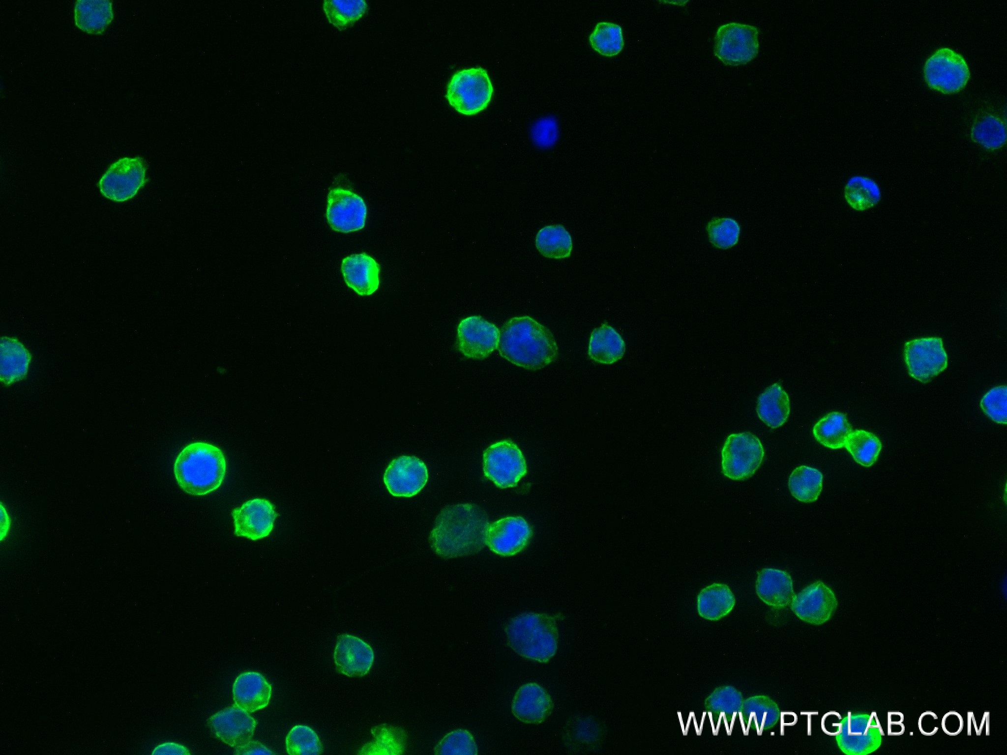 Fas/CD95 antibody (83400-5-RR) | Proteintech