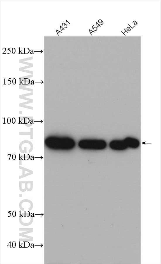 FGD3 antibody (20347-1-AP) | Proteintech