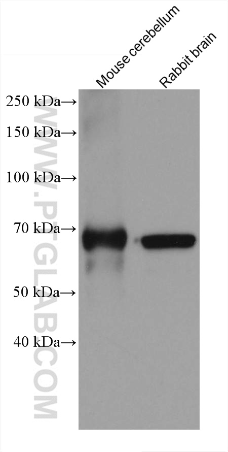 Gad1 Antibody 1 Ig Proteintech