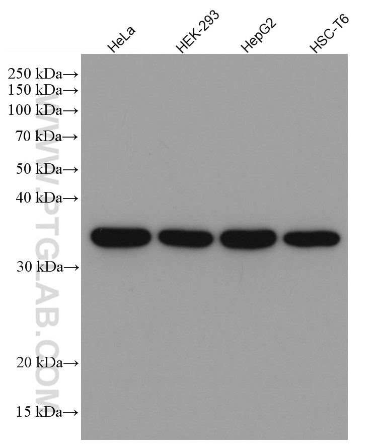 mouse monoclonal GAPDH antibody WB analysis of HeLa cells
