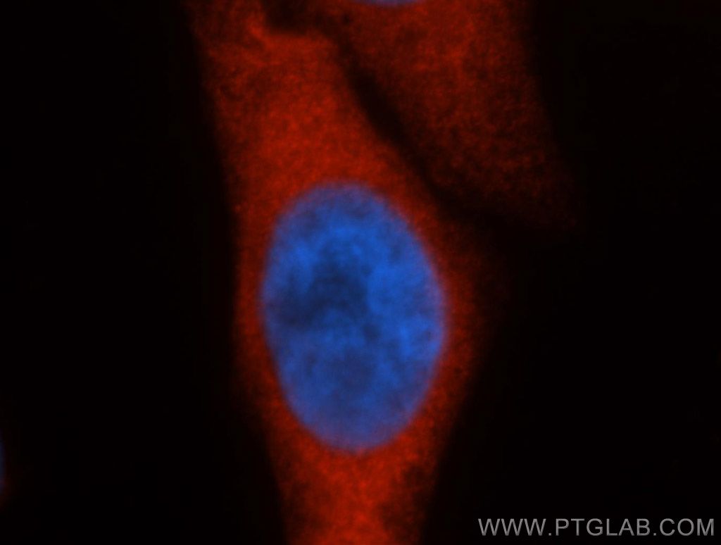 IF analysis of HepG2 cells, using HSPA1A antibody 10995-1-AP at 1:50 dilution and Rhodamine-labeled goat anti-rabbit IgG (red). Blue pseudocolor = DAPI (fluorescent DNA dye)