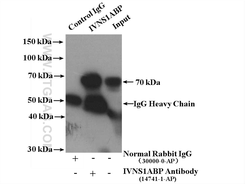 https://www.ptglab.com/Products/Pictures/IVNS1ABP-Antibody-14741-1-AP-IP-61186.jpg