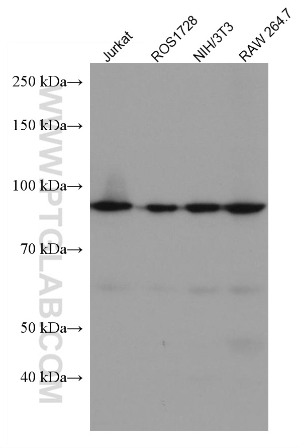 MCM5 antibody (67049-1-Ig) | Proteintech