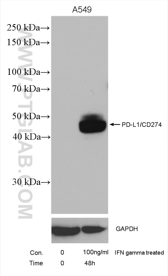 Pd L1 Cd274 C Terminal Antibody 1 Ap Proteintech