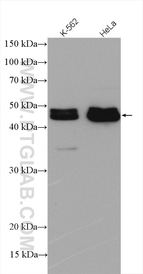 PDLIM7 antibody (17080-1-AP) | Proteintech