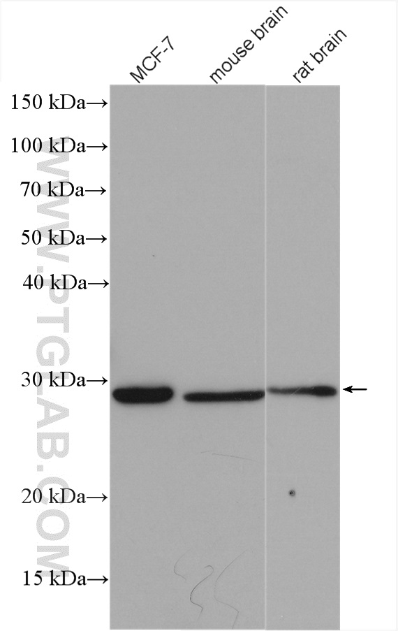 PNPO antibody (15552-1-AP) | Proteintech