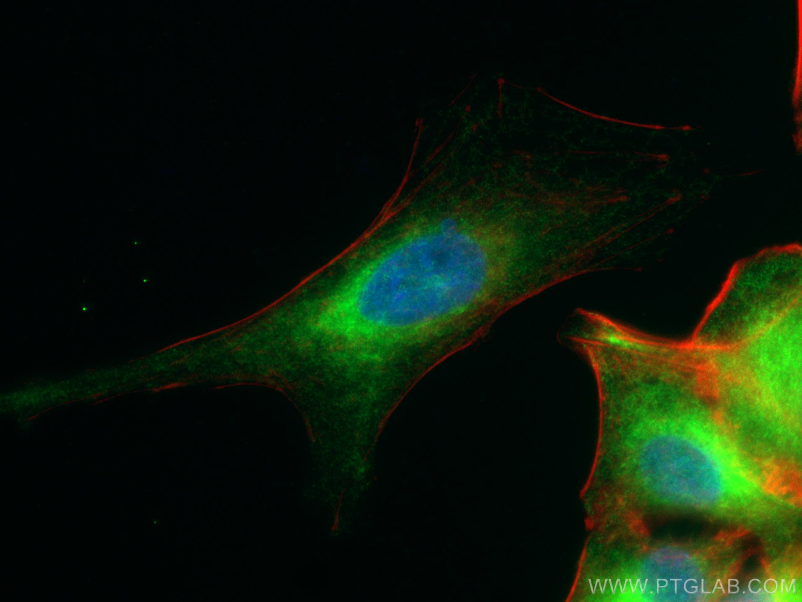 Reep5 Antibody 1 Ap Proteintech