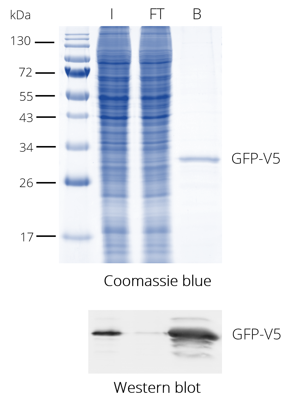 V5-Trap® Agarose for immunoprecipitation of V5 fusion proteins. HEK293T cell lysate with V5-tagged protein. Coomassie and Western blot. V5-tag antibody [SV5-P-K], monoclonal mouse IgG1 kappa and Alpaca anti-mouse IgG1, Fc-specific recombinant VHH, Alexa Fluor® 488 I: Input, FT: Flow-Through, B: Bound.