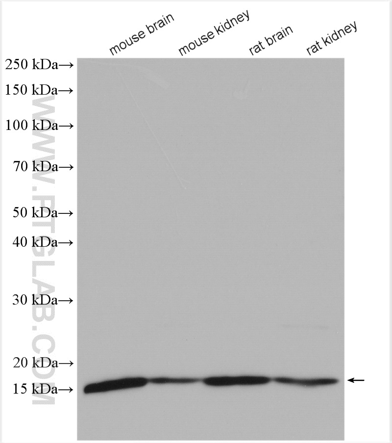 UBE2D1/2/3/4 antibody (11677-1-AP) | Proteintech