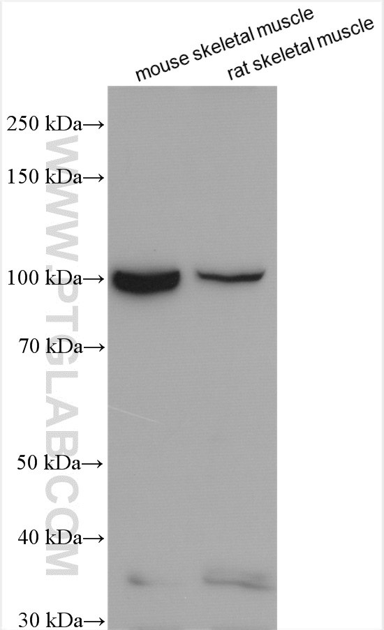 UNC45B antibody (21640-1-AP) | Proteintech