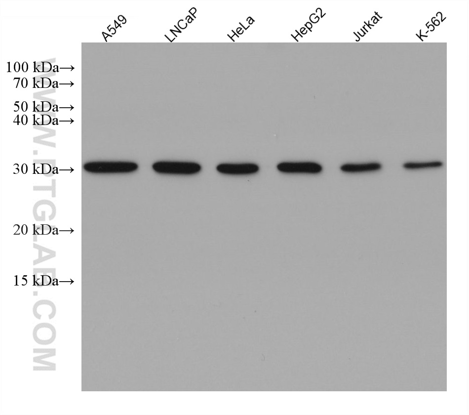 Vapb Antibody 1 Ig Proteintech