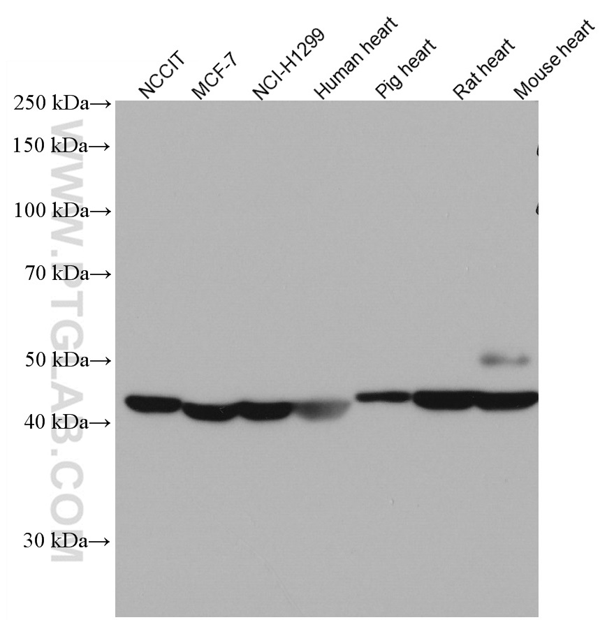 WNT10B antibody (67210-1-Ig) | Proteintech