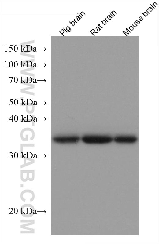 Alpha Snap Antibody 67323 1 Ig Proteintech