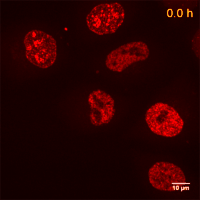 Live cell imaging of HeLa cells: Live cell imaging of HeLa cells stable expressing Cell Cycle-Chromobody (TagRFP). Images from a time series of 22 hours are shown