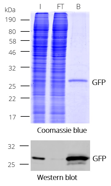 Immunoprecipitation (IP) of GFP with GFP-Trap Magnetic Particles M-270. I: Input, FT: Flow-Through, B: Bound.
