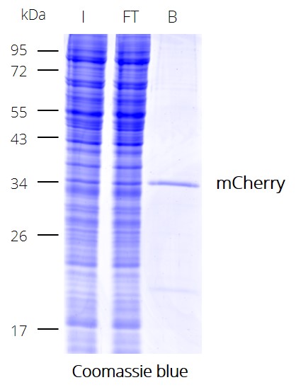 Immunoprecipitation (IP) of mCherry with RFP-Trap Magnetic Particles M-270. I: Input, FT: Flow-Through, B: Bound