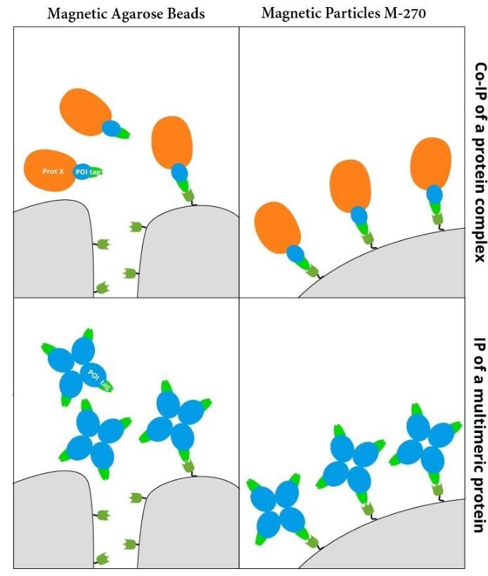 Cartoon to visualize the binding of large GFP-fusion proteins (GFP (green) + protein of interest (POI, blue) with interacting partner X (Prot X, orange) or multimeric proteins (GFP (green) + protein of interest (POI, blue) to the GFP VHH (dark green) of GFP-Trap Magnetic Agarose or GFP-Trap Magnetic Particles M-270.