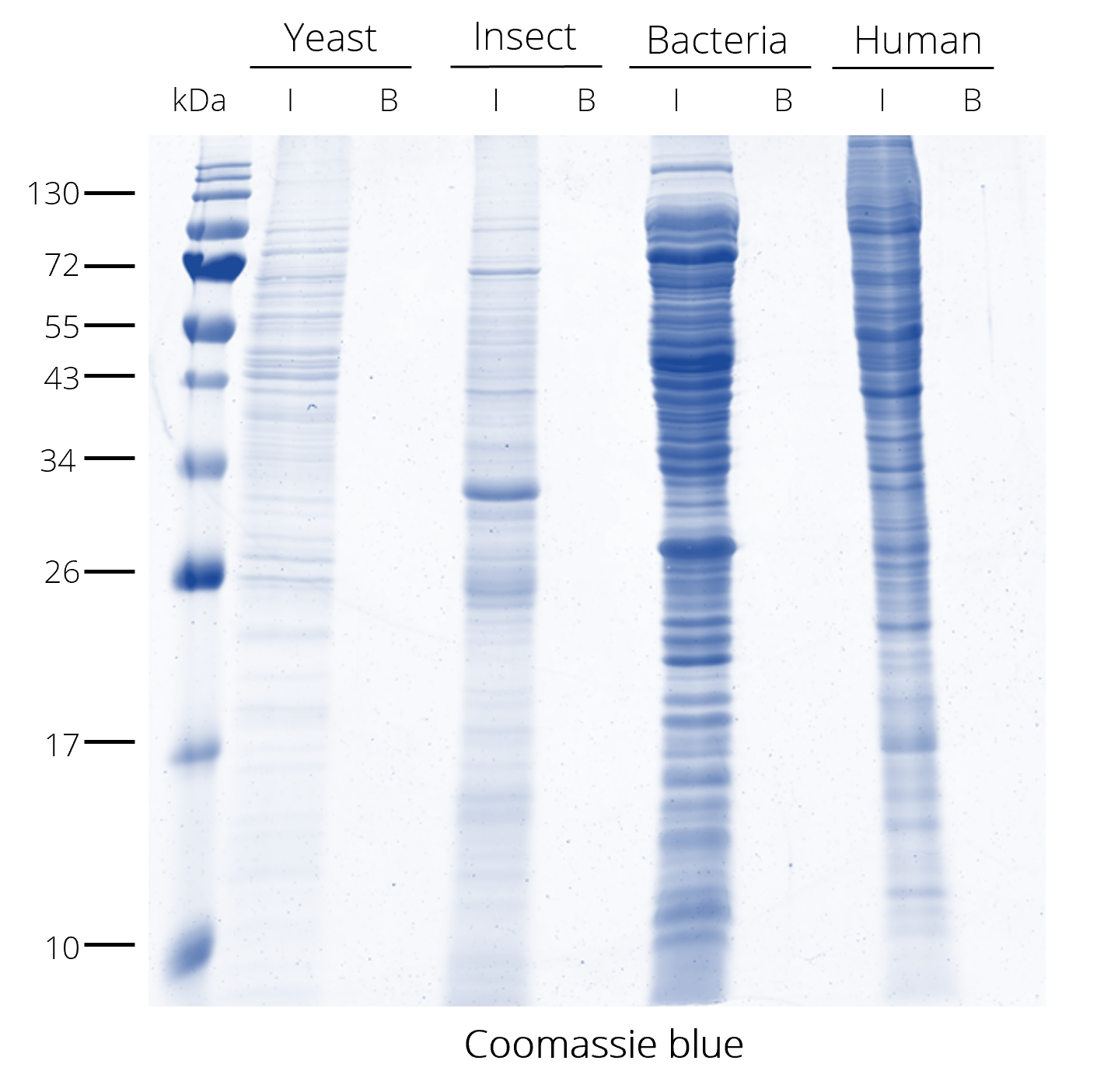 Very low background of V5-Trap® Magnetic Agarose: IP from different cell lysates without V5-tagged protein.