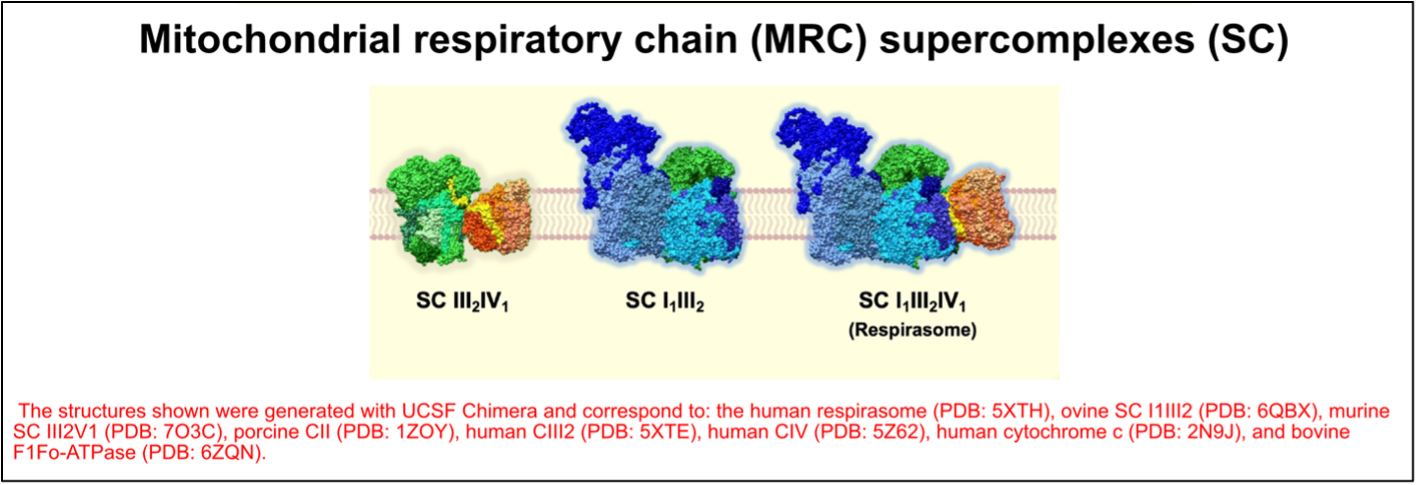 Diagram of the protein structure of mitochondrial respiratory chain supercomplexes.