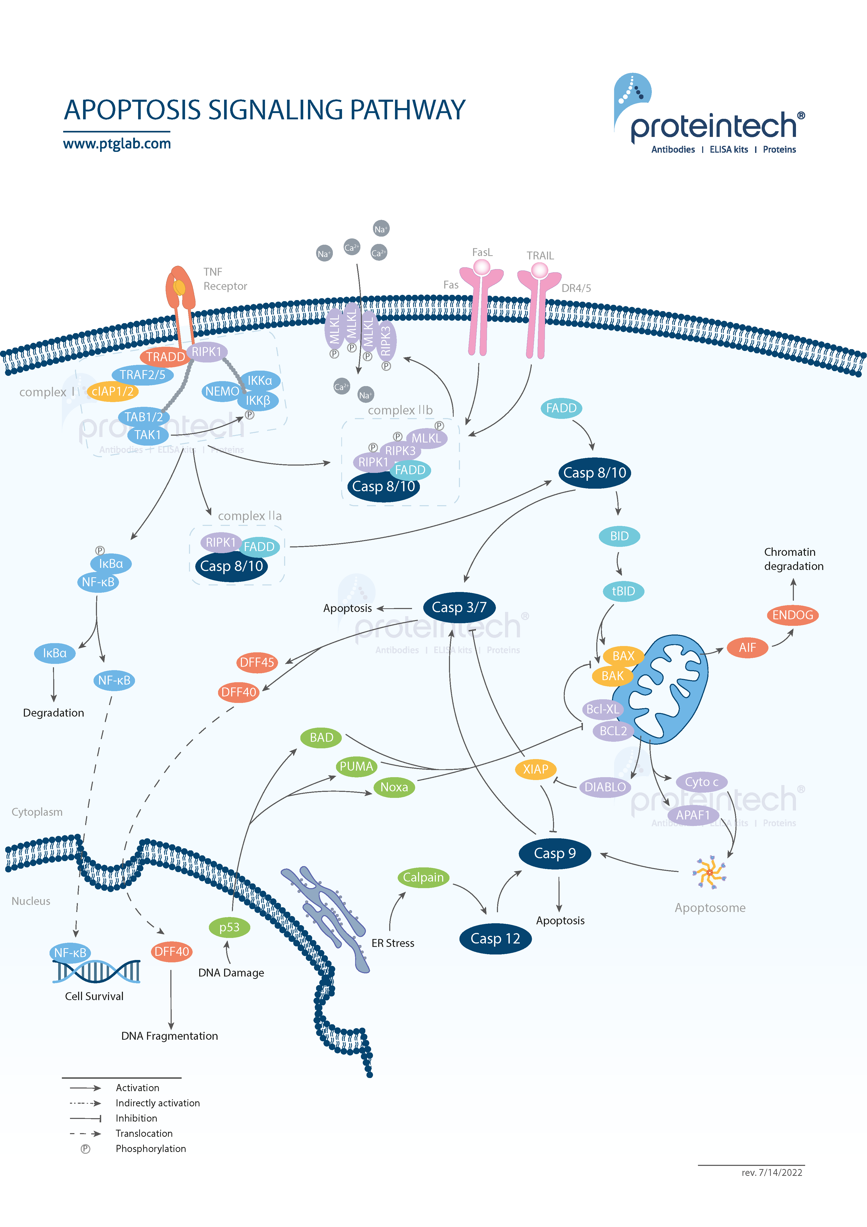 snippet of apoptosis pathway poster