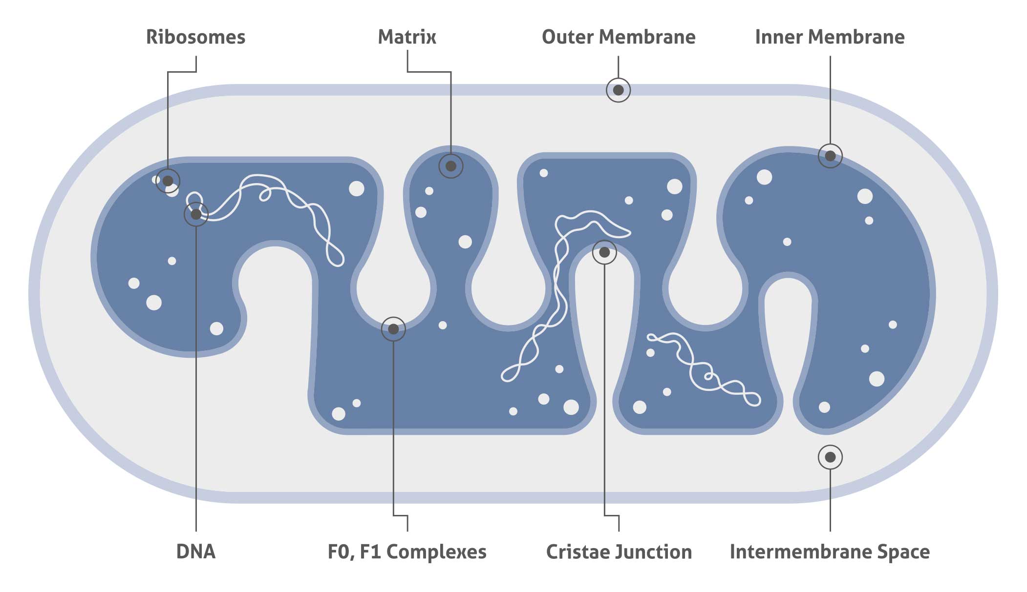 diagram of the mitochondria and its components