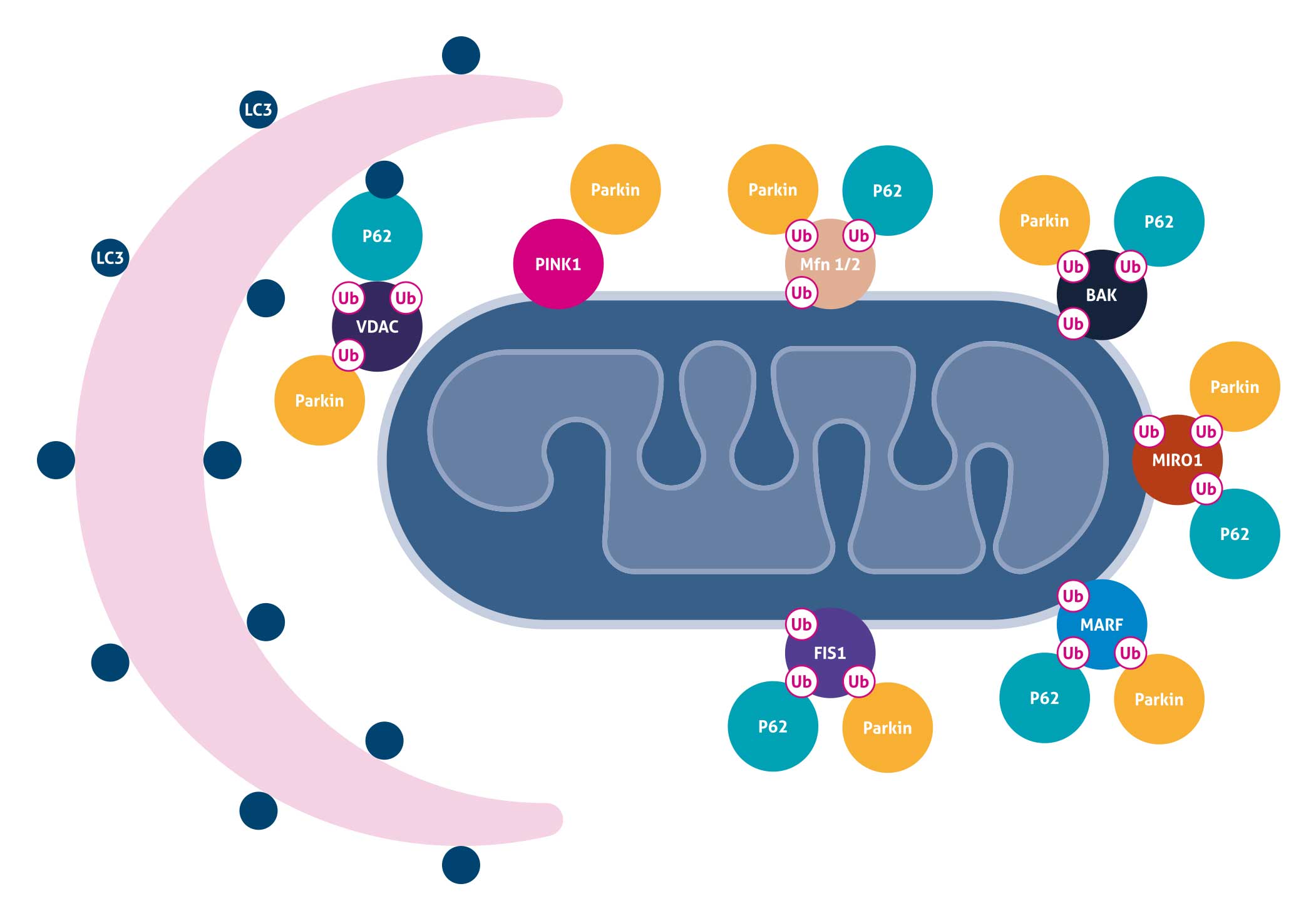 mitochondrial autophage diagram