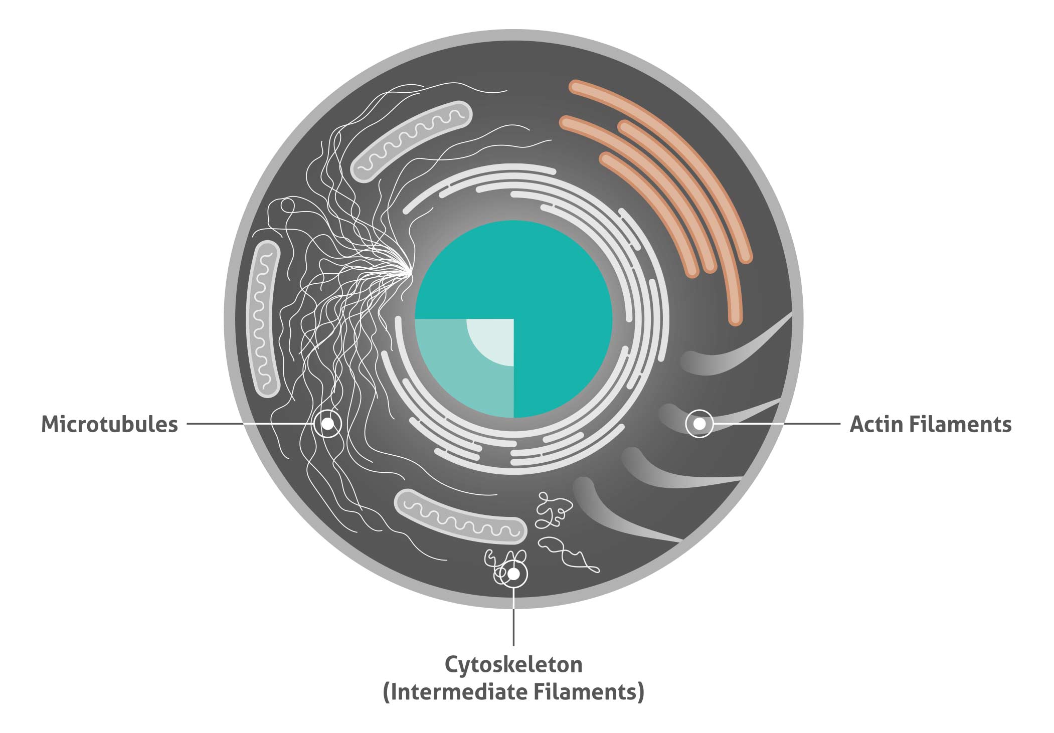 Cell illustrating the three different cytoskeleton structure proteins