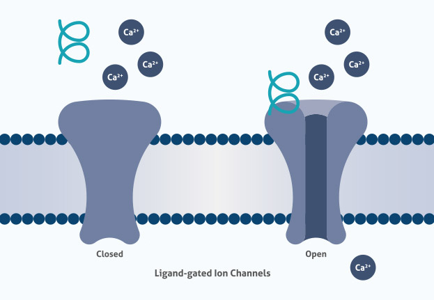 Diagram of ligand gated ion channels