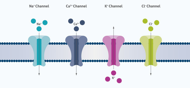 Diagram of voltaged gated ion channels