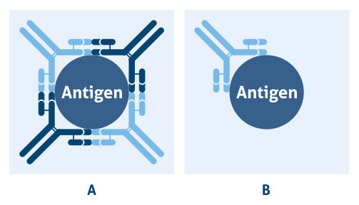 Polyclonal antibodies bind to the same antigen, but different epitopes; and B) monoclonal antibodies bind to the same epitope on a target antigen