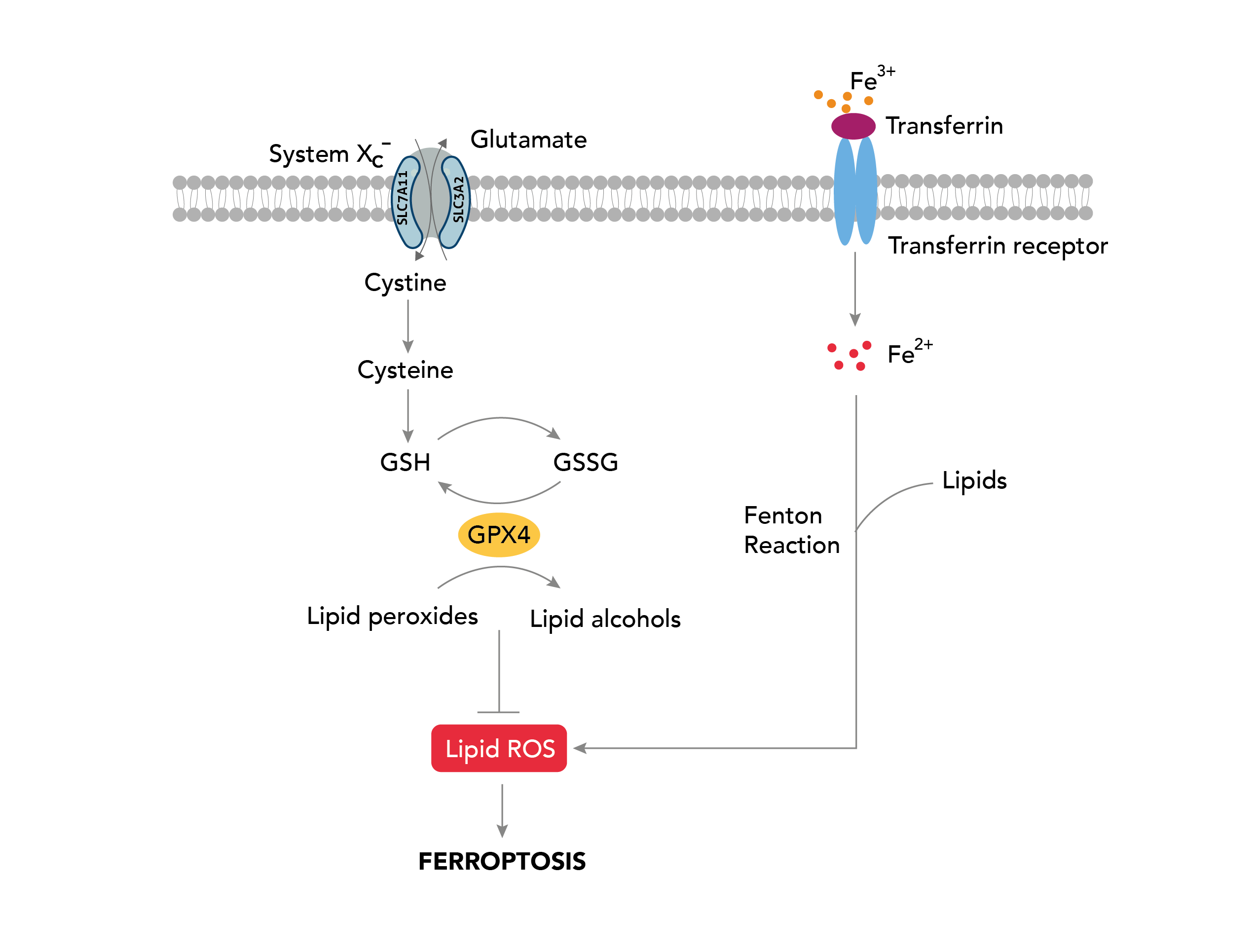 Ferroptosis pathway