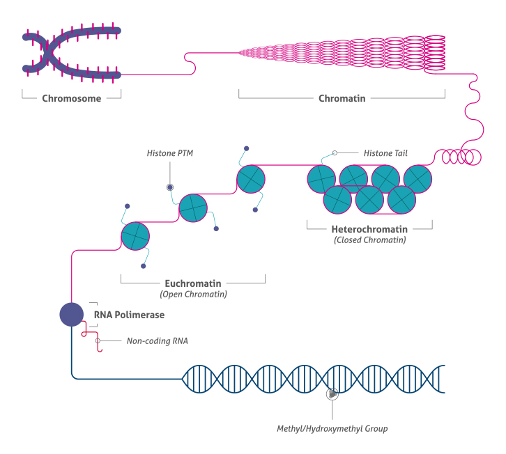 Epigenetics DNA layers and chromatin modeling Proteintech Group